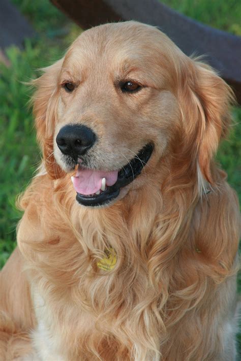 Golden Retriever: Eine liebevolle und vielseitige Hunderasse