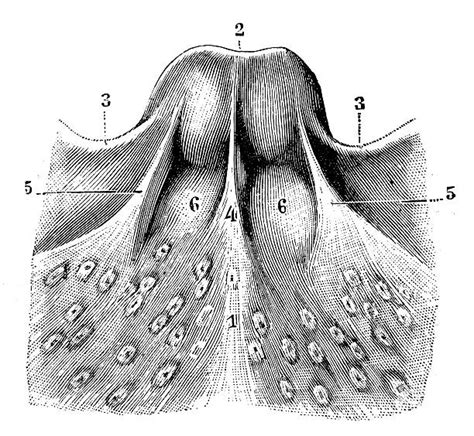 Royalty Free Epiglottis Clip Art, Vector Images & Illustrations - iStock