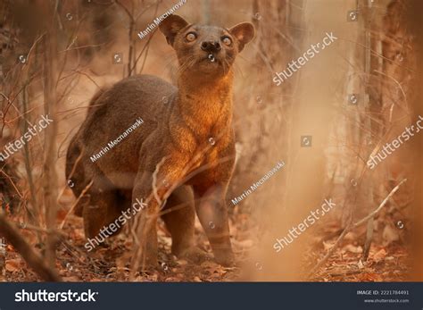 Madagascar Fossa Apex Predator Lemur Hunter Stock Photo 2221784491 ...