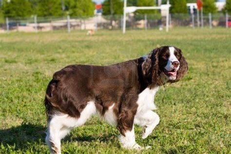 English Springer Spaniel Wallpapers - Wallpaper Cave