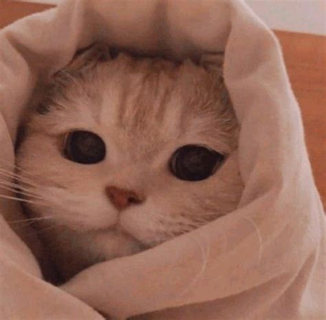 Котик на аву | Kittens cutest, Baby cats, Cute cat