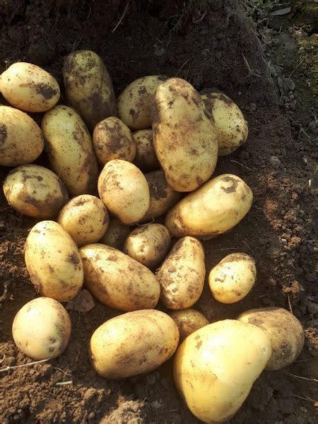 Fresh Potato | Sadruddin & Co.