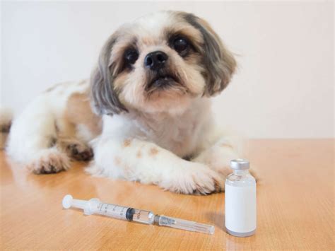Leidet mein Hund an Diabetes mellitus? | Dr. Sam