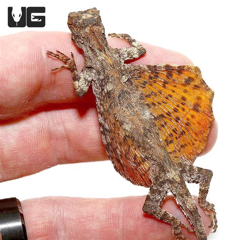 Flying Dragon Lizards For Sale - Underground Reptiles