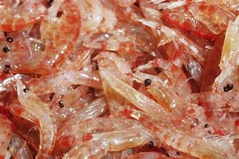 Мясо криля: что это такое, польза и вред, рецепты