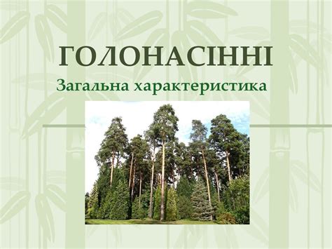 Голонасінні. Загальна характеристика - презентация онлайн