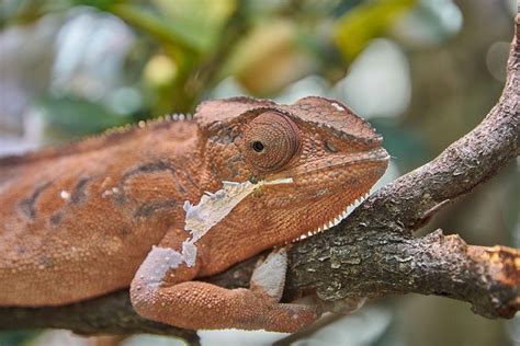cameleon animal images pixabay