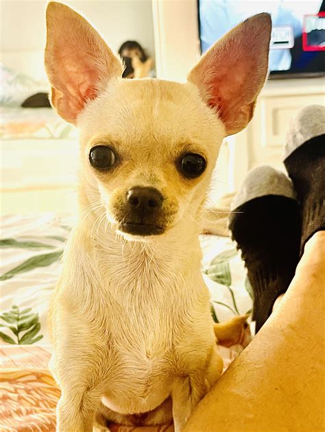 Chihuahua - Hurstville - PetsForHomes