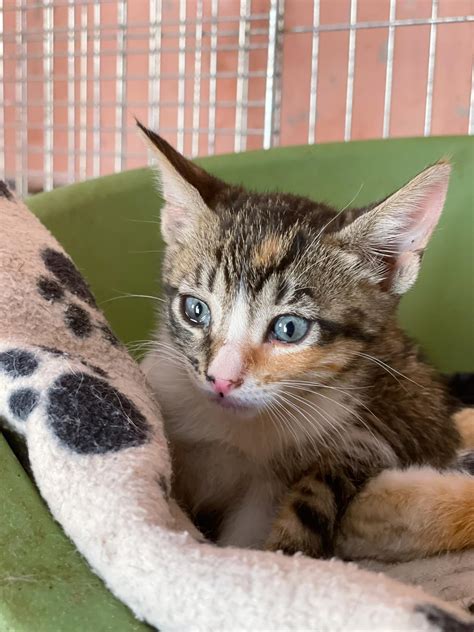 Our newest kitty family to our sanctuary Sara Morocco have captured our