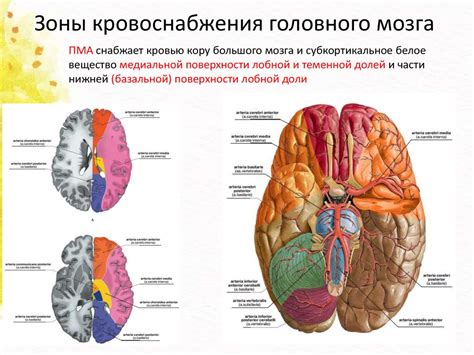 Разбор клинического случая. Тактика ведения и лечения пациента с ...