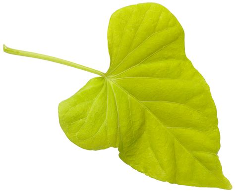 Proven Accents® Margarita Sweet Potato Vine | Plant Addicts