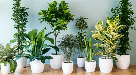 8 Plantas de Interior Perfectas para Oficinas | Jardineria Domenech ...