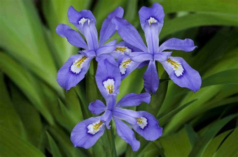 9 Top Types of Iris for the Flower Garden