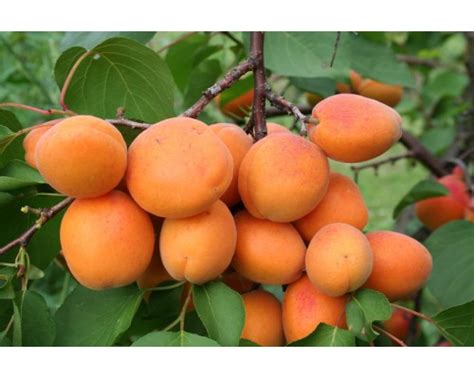 Кайсия сорт Харгрант