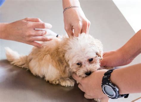 Penicillin for Dogs and Cats: Medication | PetMD