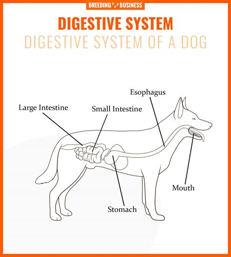Dog Digestive System - Organs, Hormones, Gut Health & FAQs