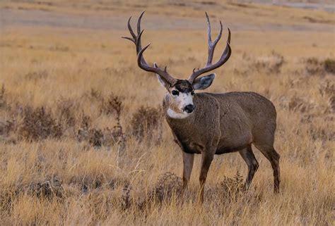 largest mule deer   world