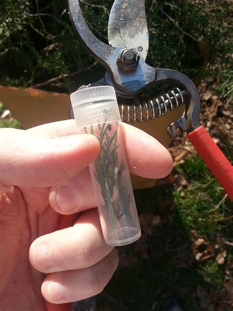 NCSU PDIC: How an Entomologist Does Yard Work