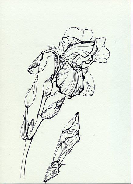 Пятница, развлекушки | Dibujos botánicos, Pinturas, Ilustraciones