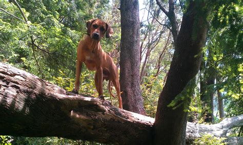 Dog Friendly Seattle: A Memorial Day Romp - Marking Our Territory