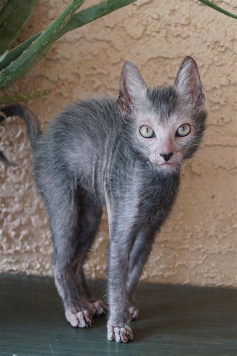 lykoi cat for sale georgia - Foul Cyberzine Picture Galleries