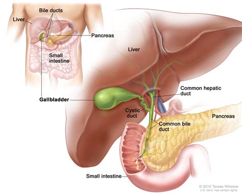 Definition of cystic duct - NCI Dictionary of Cancer Terms - NCI