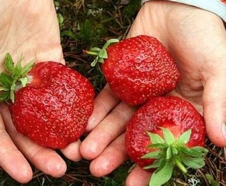 Какой субстрат для клубники лучше всего использовать