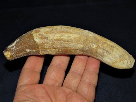 Pappocetus lugardi Late Eocene Whale Tooth 129