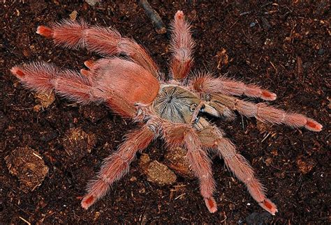 Types Of New World Tarantulas - Hasma