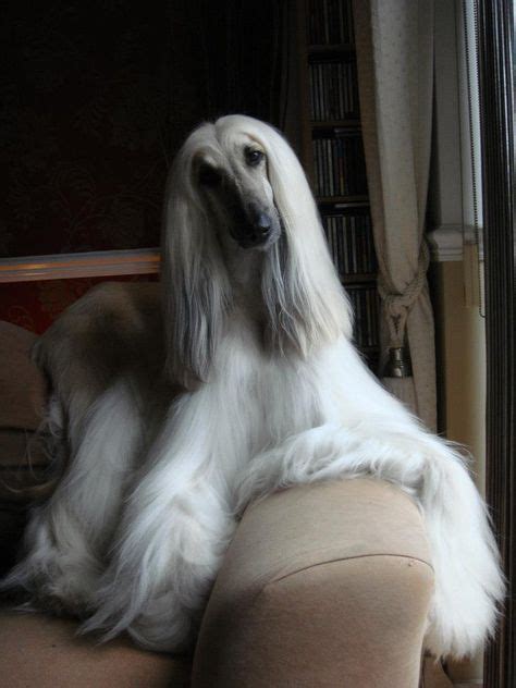 24 best Afghan Hound images on Pinterest | Afghan hound, Afghans and ...