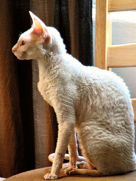 Cornish rex - Définition et Explications