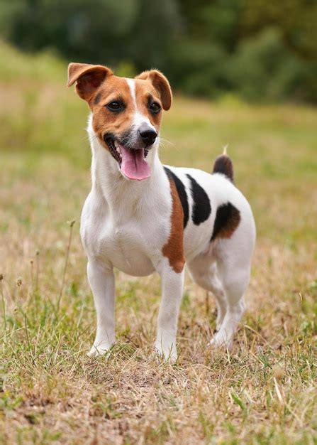 Images de Chien Jack Russell – Téléchargement gratuit sur Freepik