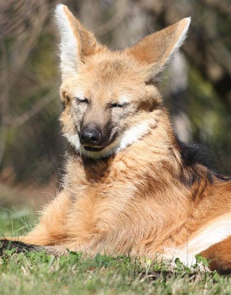 Maned wolf – a lonely hunter | DinoAnimals.com