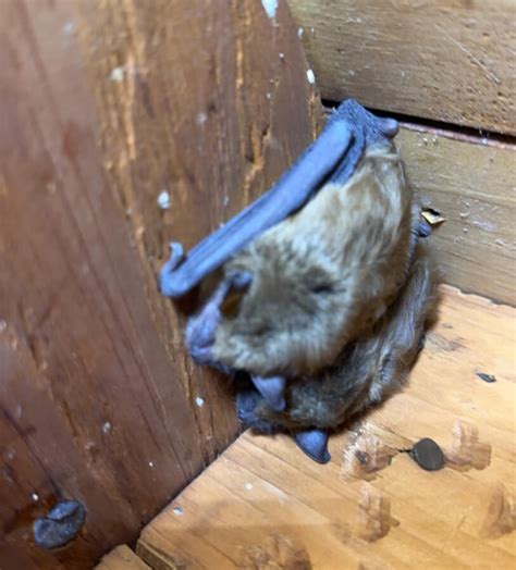 bats   damage   home precision wildlife