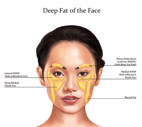 Deep Fat Pads the Face | Botox & Filler Injector | Anatomy | Art