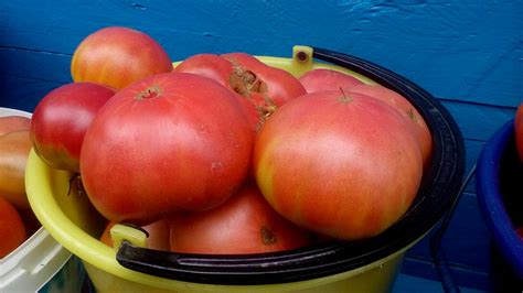 Томат Розовые щечки: ОТЗЫВЫ (7), фото, урожайность | tomatland.ru