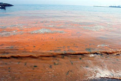 Оранжевое Мраморное море в Турции - УНИАН Фоторепортаж