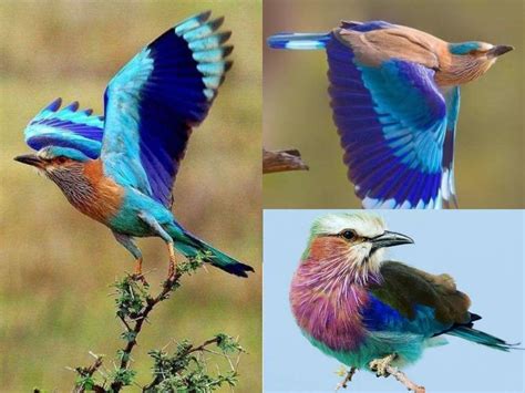 Neelkanth Bird Hd Wallpaper - Bios Pics