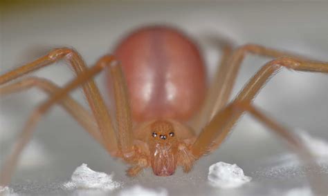 Poisonous Spider Population by State - A-Z Animals