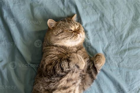 Brown tabby striped female british cat lies on blue background
