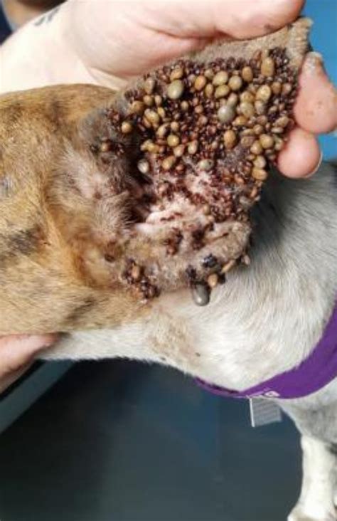 How to prevent mango worms from harming your dogs 8