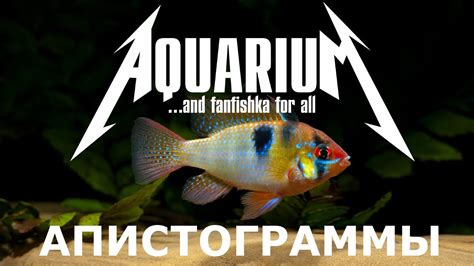 Апистограмма Рамирези и другие! Интересное и полезное. Содержание ...