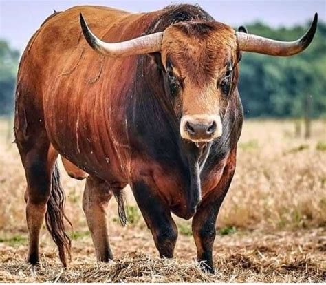 majestic bull  dry grass field