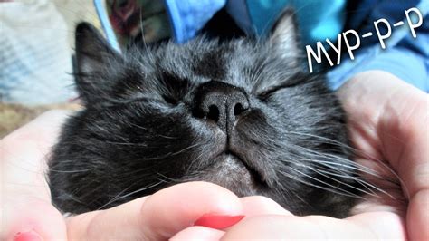 Мурчание кота - YouTube