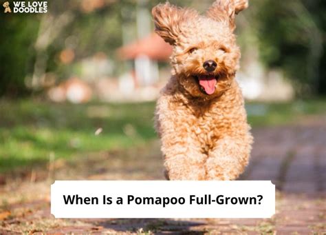 When Is a Pomapoo Full-Grown?