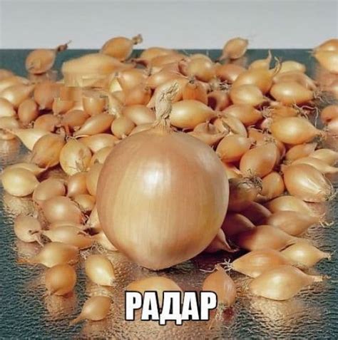 Лук Радар: описание сорта, посадка и уход, отзывы (фото, видео)