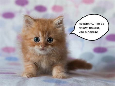 философия кисика 5.0 | Котята, Глупые кошки, Кошачьи
