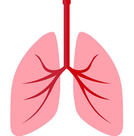 Airway Resistance | Causes, Units & Formulas - Video & Lesson Transcript | Study.com