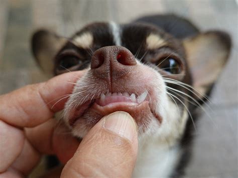 How Much Does Dog Teeth Cleaning Cost? (2025 Update) | Hepper