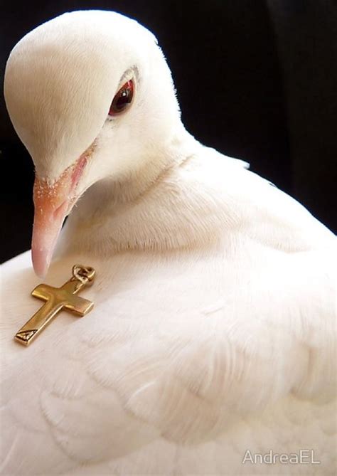 Pin by Isabel M. on Lovely Doves and Pigeons | Dove pictures, Baby ...